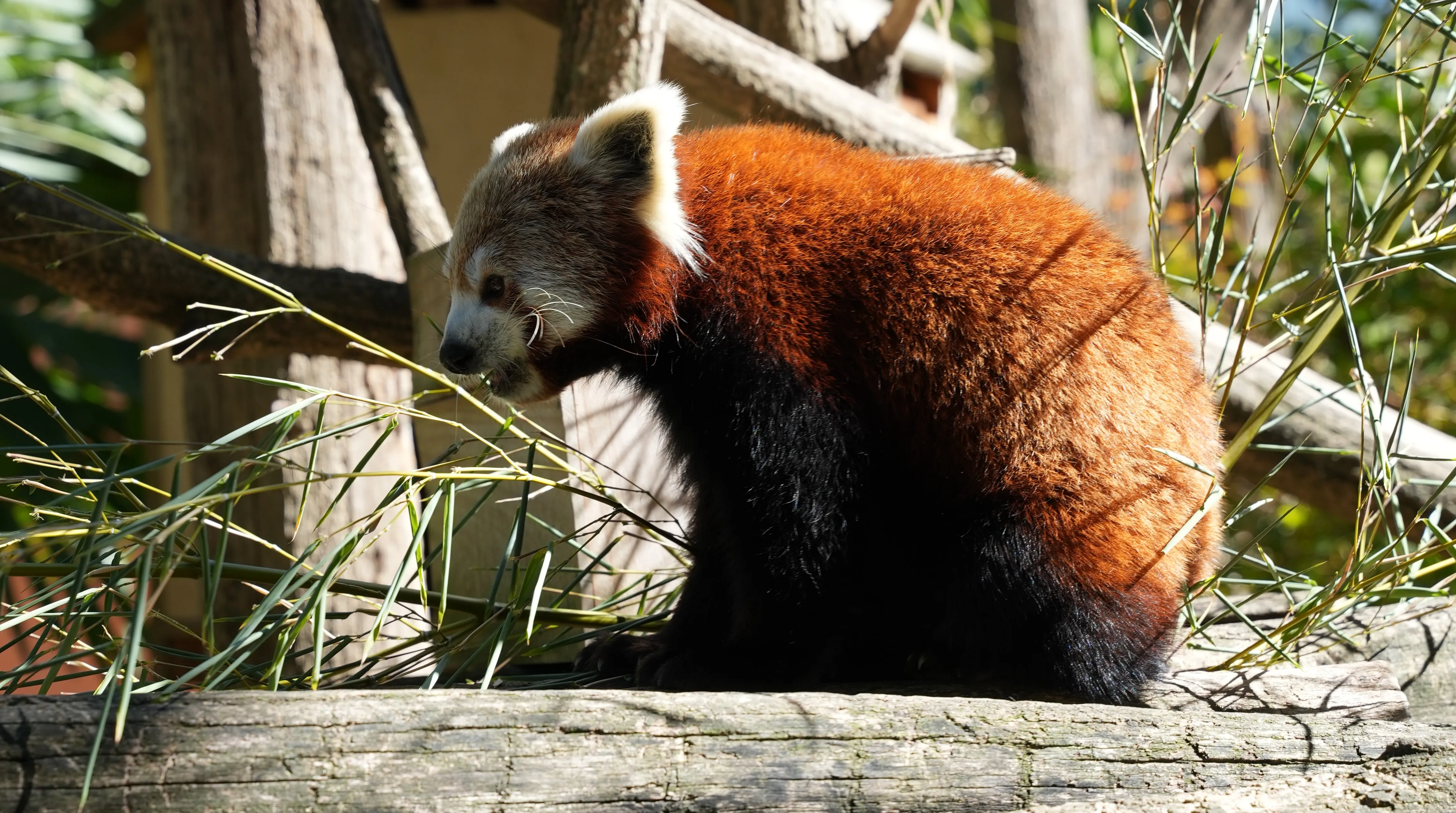 Image de panda roux réalisée par Hope's Glow